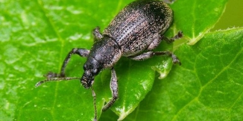 Kako tretirati stabla jabuke nakon cvatnje od štetočina i bolesti